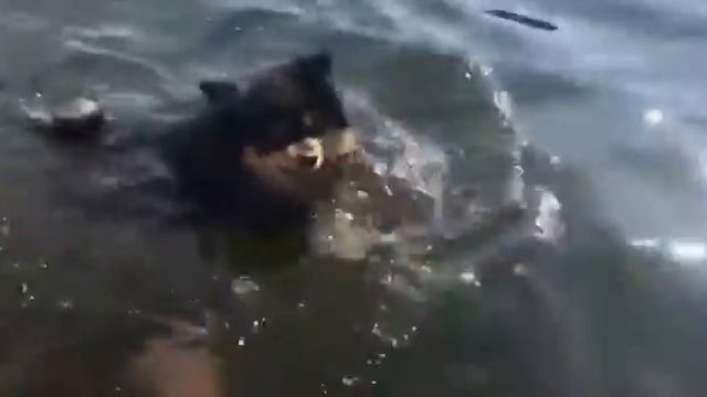 Купание померанского шпица  медвежонка , ❤️