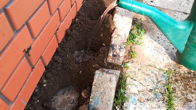 Бархатцы От посева и до высадки в открытый грунт 2021 смотреть онлайн