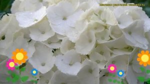 Гортензия крупнолистная Соер Терез. Краткий обзор, описание hydrangea macrophylla Soeur Therese
