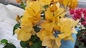 БУГЕНВИЛЛИЯ.ОБЗОР.МОИ НАБЛЮДЕНИЯ.