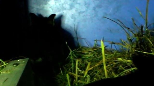 14 дней. Крольчата открыли глазки. Первые вылазки вне маточника. смотреть онлайн