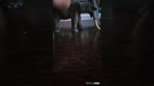 Мои новинки фигурок животных/My new animal figurines