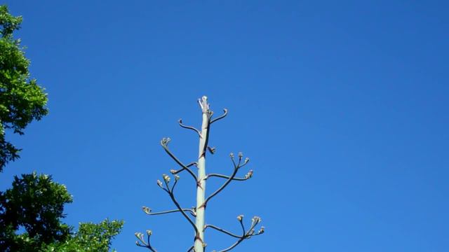 Century Plant (Blue Agave) смотреть онлайн