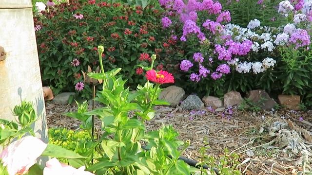 Small Backyard Cottage Style Garden tour | Midsummer garden 2021 |Tranquil & beautiful + plant name смотреть онлайн