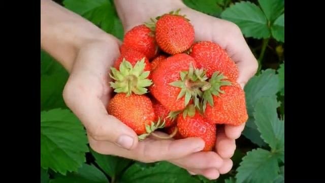 где можно купить ремонтантную клубнику