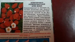 ✔?Земляника "АЛИ-БАБА"/Ремонтантная/Безусая/Лесная ягода в доме!?