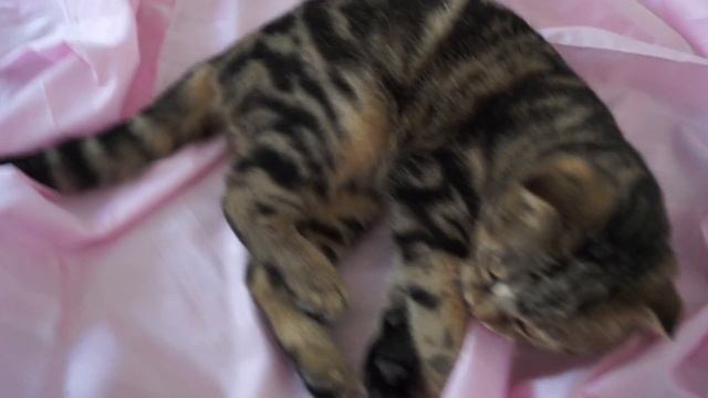 котенок Шотландская вислоухая мраморная скоттиш фолд смотреть онлайн