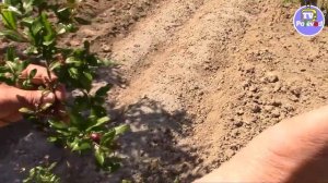 ВЫРАЩИВАНИЕ ГРАНАТА.