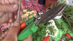 Калина Бульдонеж. Размножение.