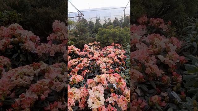 Рододендроны в СЦ Русский сад. смотреть онлайн