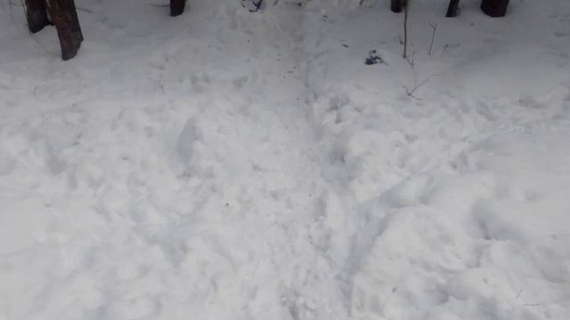 Рог оленя на тропе смотреть онлайн