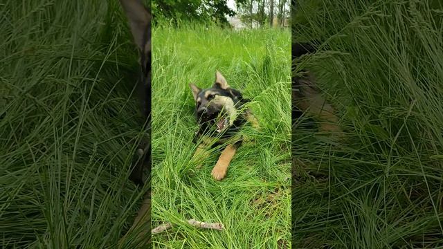 Немецкая овчарка. Чепрачного окраса, зовут Hita Last Hathy. #немецкаяовчарка #germanshepherd #dog