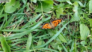 Бабочки крупным планом в 4K. Многоцветница / Перламутровка Аглая