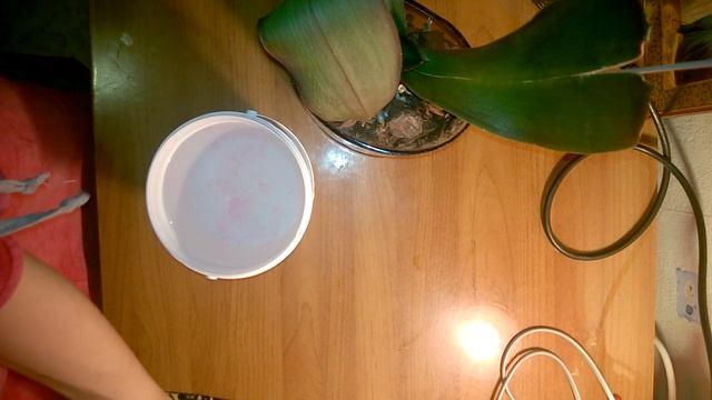 Восстановление тургора орхидей с помощью витаминного коктейля и меда!Часть2 смотреть онлайн