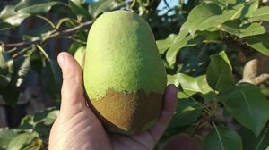 Начали падать груши