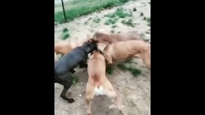 ДОНОВАН ПИНЧЕР / АМЕРИКАНСКАЯ ПОРОДА / Donovan Pincher dog