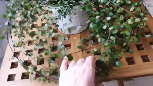 Изящная Мюленбекия и Венерин волос!