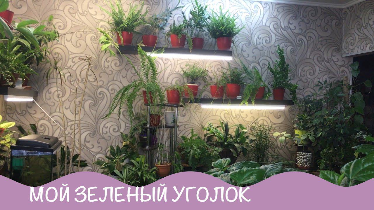 Комнатные цветы. Весна 2021. Мой зеленый уголок. 1 часть