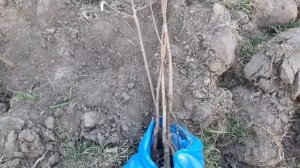 Посадка черешни/садим сливу/посадка абрикоса/посадить смородину/саженцы фруктовых деревьев