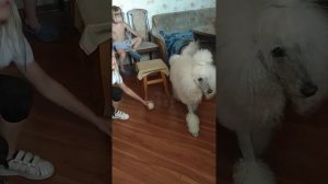 Королевский пудель.Я в шоке !!!!!