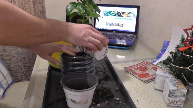 Пересадка лимона из итальянского питомника смотреть онлайн