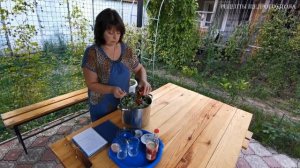 Огурцы в томатном соусе.