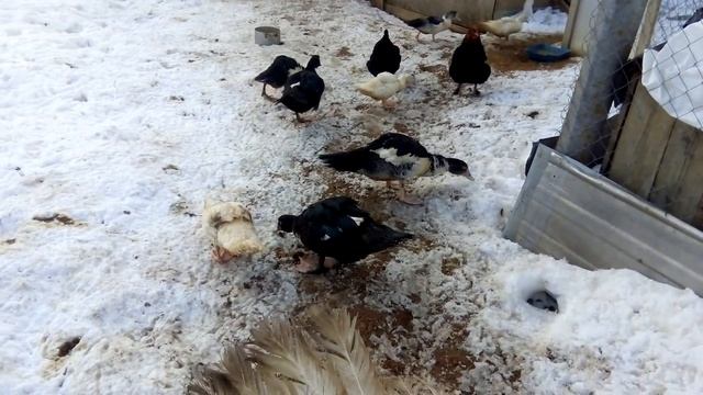 Продаю семью индоуток смотреть онлайн