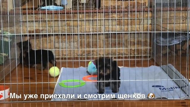 МНЕ ПОДАРИЛИ СОБАКУ?! ШОК! КТО МНЕ КУПИЛ СОБАКУ? Элита like смотреть онлайн