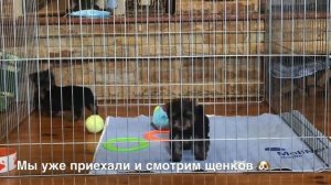 МНЕ ПОДАРИЛИ СОБАКУ?! ШОК! КТО МНЕ КУПИЛ СОБАКУ? Элита like