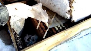 Эсктримальная зимовка пчёл в ульях лежаках под снегом в сугробе по две семейки, раскоп улья.