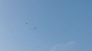 Бакинские мраморные и махачкалинские двухчубые бойные голуби Льва Горбунова г. Тольятти
