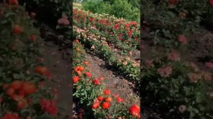 ТРИПС И КЛЕЩ НА РОЗАХ. КАК ИЗБАВИТЬСЯ ОТ ТРИПСА НА РОЗАХ?