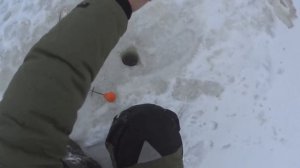 Как и на что ловить Ельца зимой в глухозимье? Способы ловли, насадки, снасти.