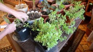 Как сохранить петунию на зиму.