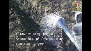 Уникальный метод посадки огурцов на даче