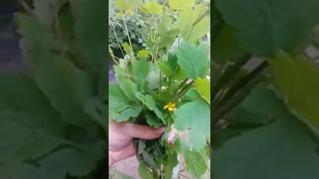 78. Трава ЧИСТОТЕЛ смотреть онлайн