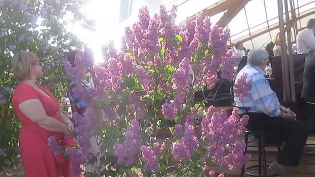 Музыка и сирень. Добеле-2016.Латвия смотреть онлайн