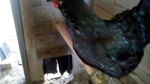 Курица кудахчет