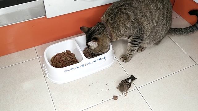 Какой корм больше нравится котам, сухой или влажный смотреть онлайн