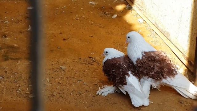Курчавый кудрявый голубь Curly Pigeon смотреть онлайн