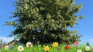 Липа мелколистная Паллида ? Обзор: посадка и уход. крупномеры липы Паллида: описание и особенности