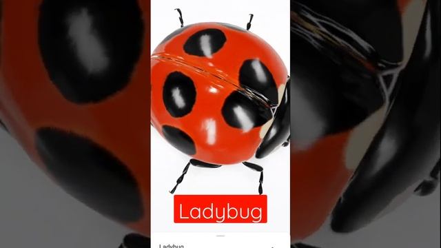 Ladybug #3danimation #animation #nodesign #google #interestingfacts #amazingfacts #lady #bug