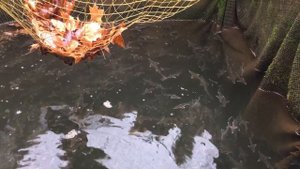 Мальковая ферма . Наши приспособления . Стерлядь.