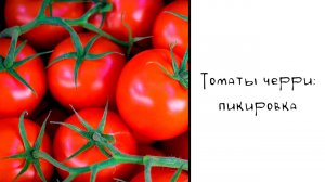Томаты черри: пикировка. Зачем обрезать корни?