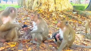 Little baby monkey sitting play with mommy.