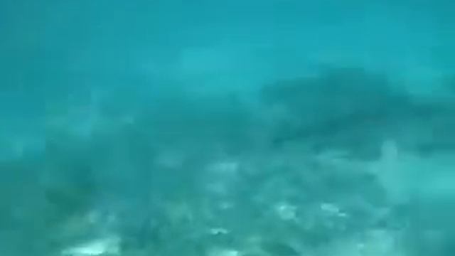 Барракуда атакует ныряльщика смотреть онлайн