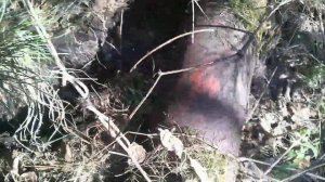 Металлокоп на стоянке лесорубов