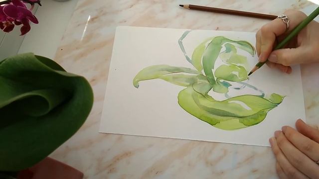 Timelapse рисования листьев орхидеи акварелью и цветными карандашами. смотреть онлайн