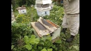 злые пчелы на пасеке - как с ними лучше работать и почему, советы основанные на практике