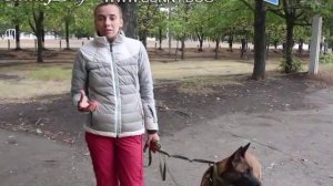 Отучить тянуть поводок по видео Цезаря Миллано. Работают ли его методы? Отзыв о Цезаре Миллано